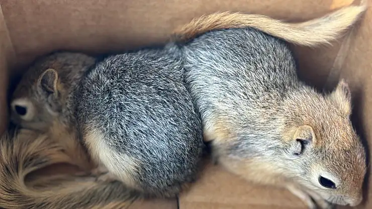 Sincapları satmaya çalışan şahsa ceza kesildi