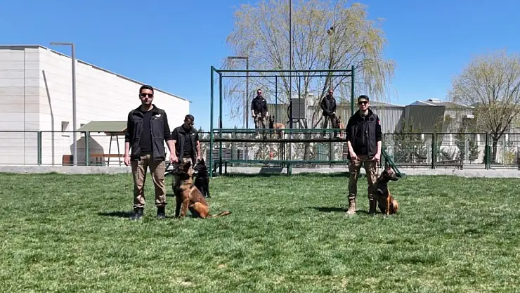 Sınırların gizli kahramanı hassas burun köpekler böyle eğitiliyor