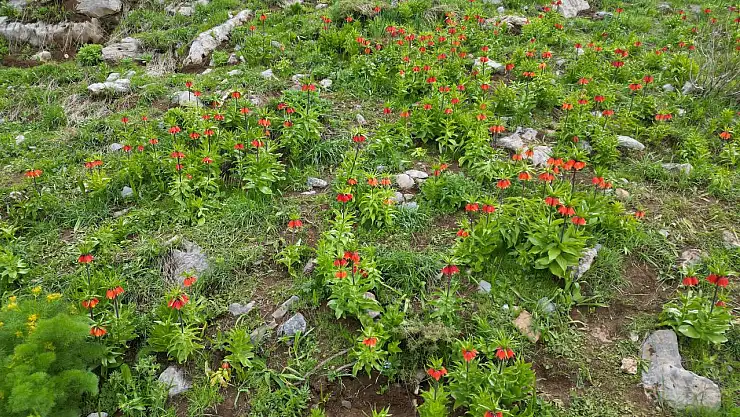 Şırnak'ın Uludere ilçesi Tanin Dağları'nda ters lale etkinliği gerçekleştirildi