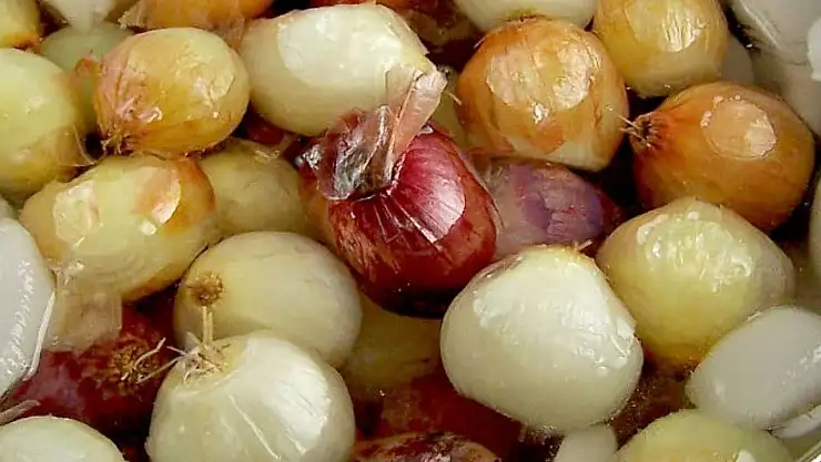 Soğanı bu yöntemle saklayın! Asla yeşermiyor ve çürümüyor.