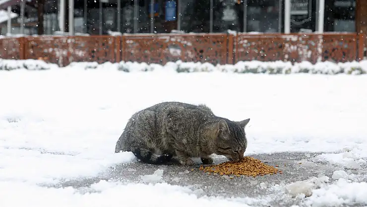 Soğuk kış gününde sokak hayvanlarına yardım!