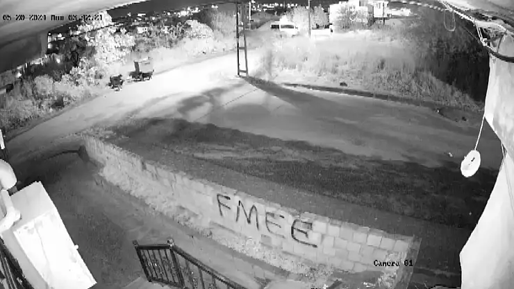 Sokak köpekleri kediye saldırdı