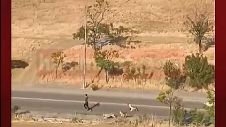 Son anda kefeni böyle yırttı! Sokak köpekleri az kalsın bir can daha alacaktı...