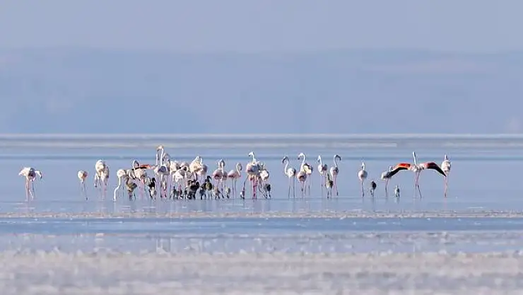 Sondaj destekli kanal, Tuz Gölü'nün misafirlerine can suyu oldu