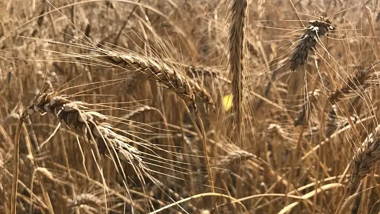 Stoklar neden azalıyor, Buğdayda son durum ne, yoksa mısır krizi mi kapıda?