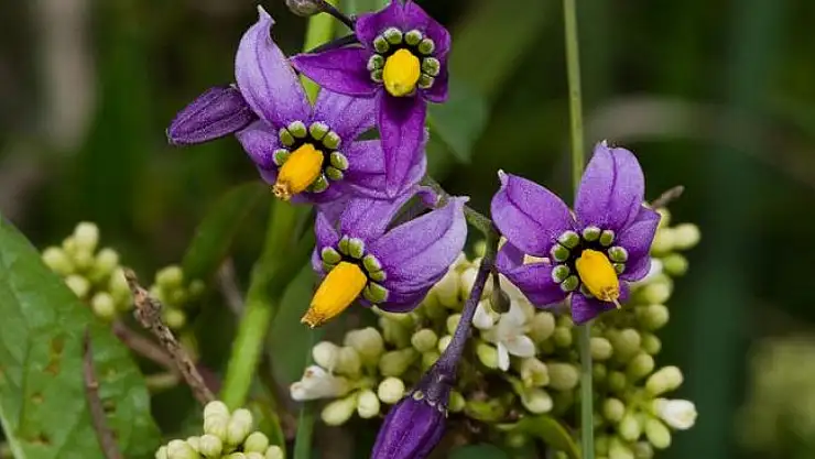 Stres ve Anksiyeteye Karşı Yaban Yasemini: Nasıl Yardımcı Olur?