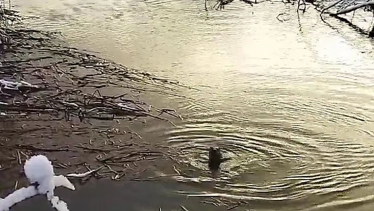 Su samurları yiyecek arıyor!