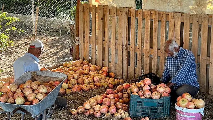 Suruç narının hasadı başladı