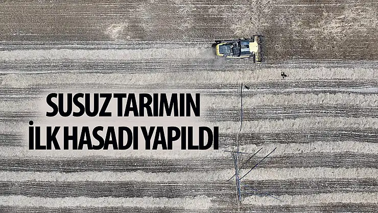 Susuz tarımla yetiştirilen yerli buğdayın hasadı yapıldı