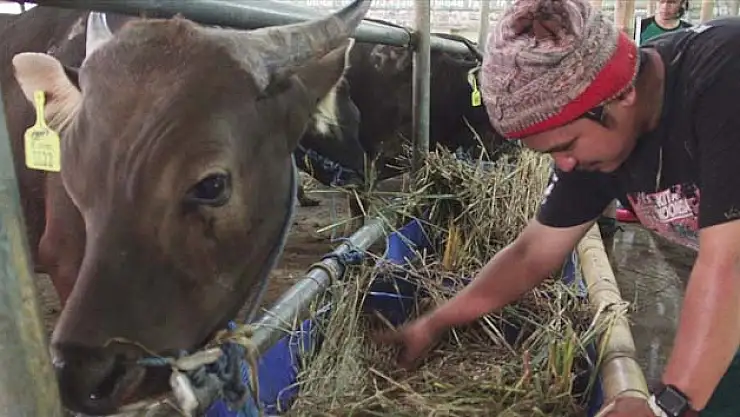 Tarım ve Orman Bakanlığı 'sorunsuz' Kurban Bayram'ı için çalışıyor