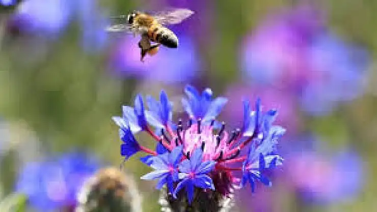 Tarımda Kontrolsüz İlaçlamaya Dur Diyelim, Çünkü Arılar Varsa Bir Geleceğimiz Var!