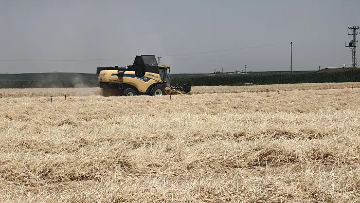 Tarlada çiftçi kalmadı! Sıcak hava onları da vurdu...