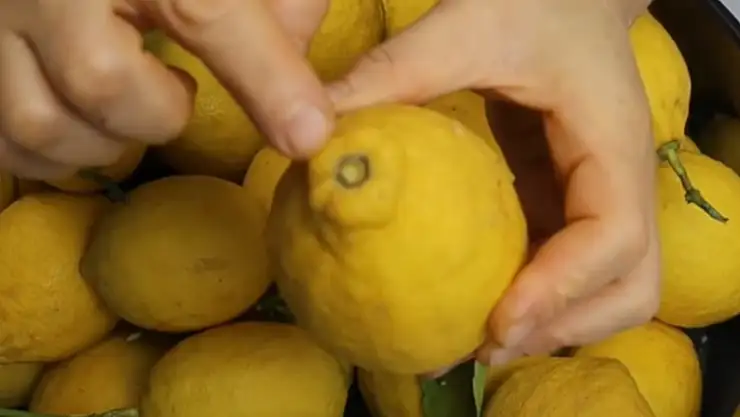 Taze limonları saklama tüyosu. Tam bir sene küflenmiyor ve tadı değişmiyor