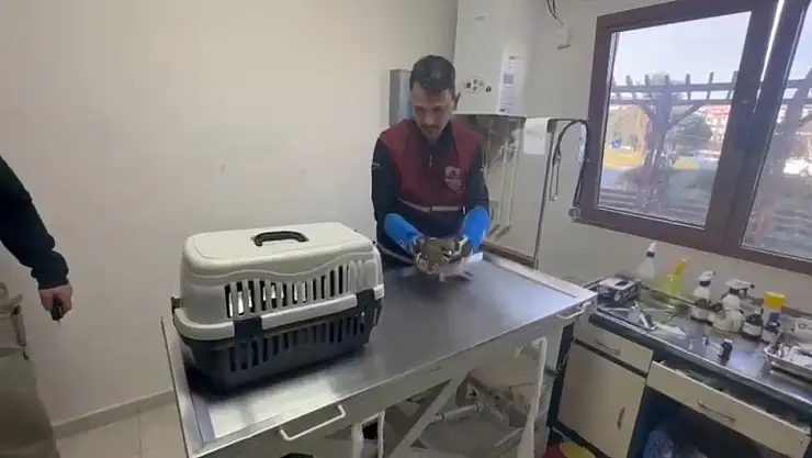 Tedavi edilen yaralı atmaca doğaya dönecek