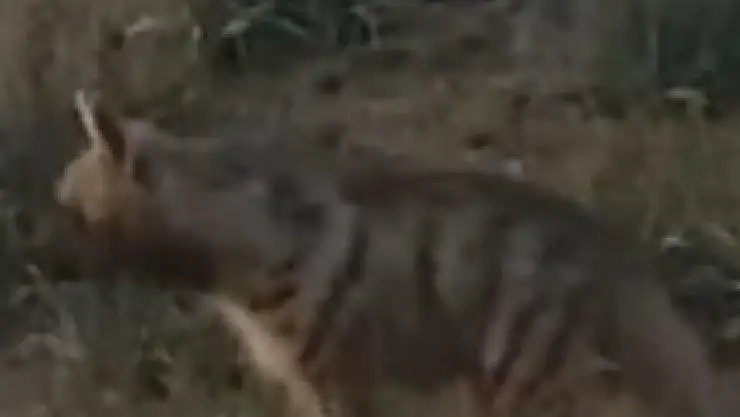 tek tür foto kapanla görüntülendi