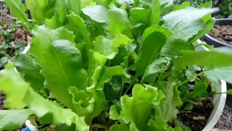 Tere Yaprağı: Sağlık dolu yeşil bir hazine! Faydalarına inanamayacaksınız!