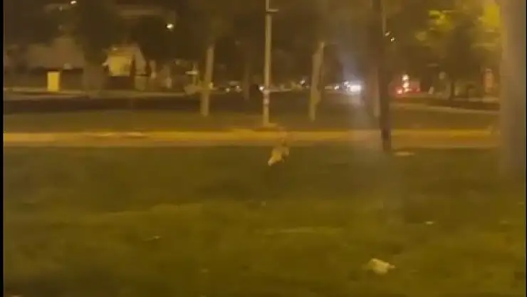 Tilki yolu şaşırdı, şehre indi