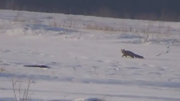 Tilkilerin av mesaisi başladı