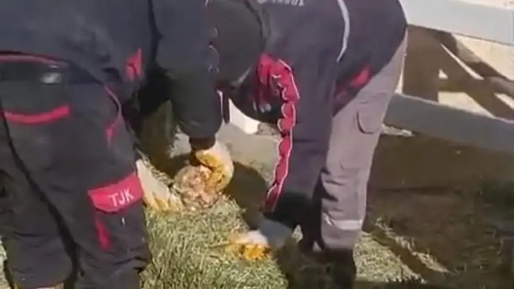 TJK'da skandal görüntüler! Tartı hilesiyle balya kazancı