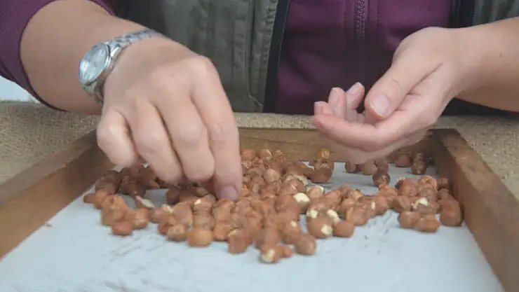 TMO'nun fındık alımı üreticileri memnun ediyor