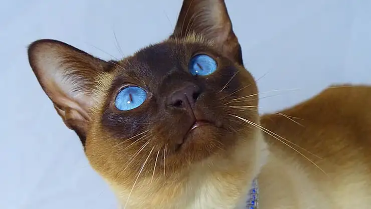 Tonkinese kedisi sahiplenmenin avantajları ve bakım ipuçları