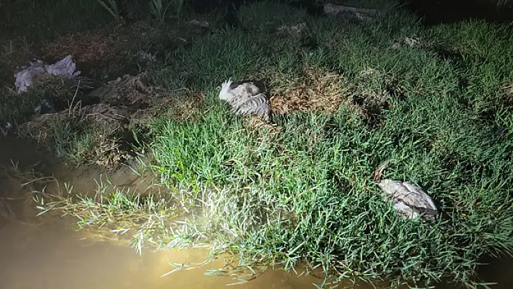 Toplu martı ölümlerinin nedeni araştırılıyor