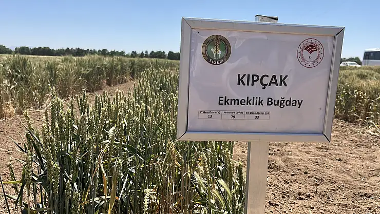 Toprağa düşen her dört tohumdan birini TİGEM üretiyor