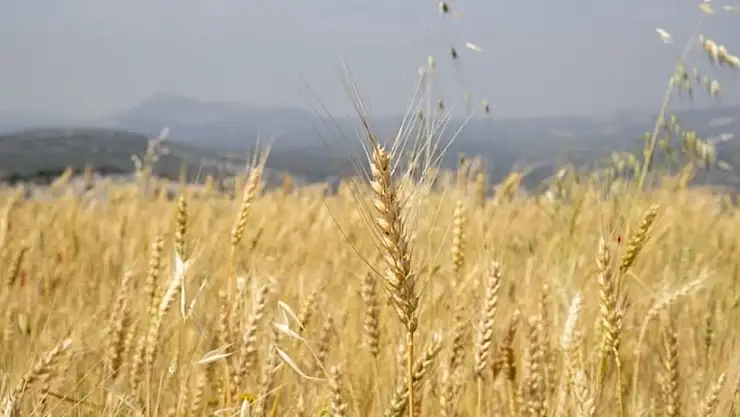 Toprak Mahsulleri Ofisi çiftçiden alacağı hububatın satış fiyatını açıkladı