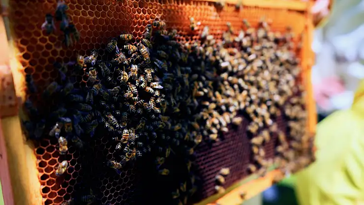 Toz taşınımı bal arılarını olumsuz etkiliyor