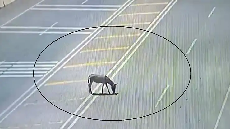 Trafiği tehlikeye düşüren eşek koruma altına alındı