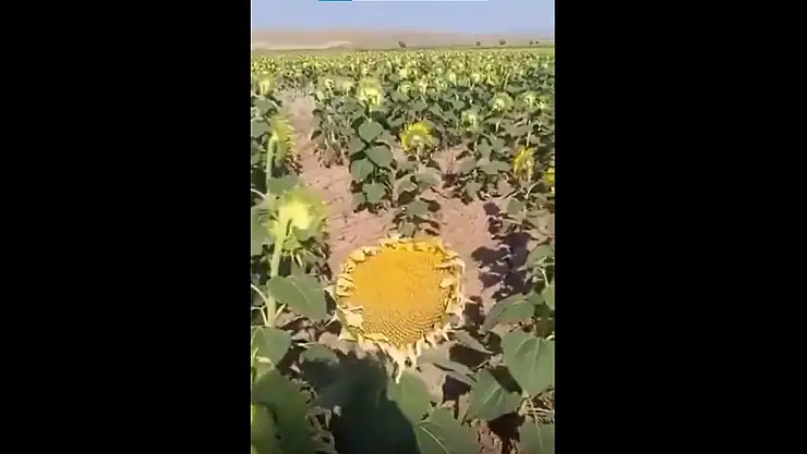 Trajikomik olay! Konya'da ayçiçeği çiftçisi isyan etti! Verdiği tepki gülümsetti! 'Ayçiçeği gökyüzüne bakar mı?'