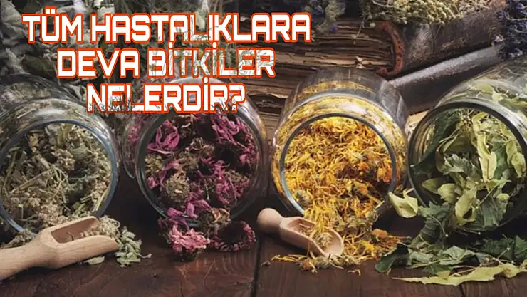 Tüm hastalıklara deva olan bitkiler nelerdir?