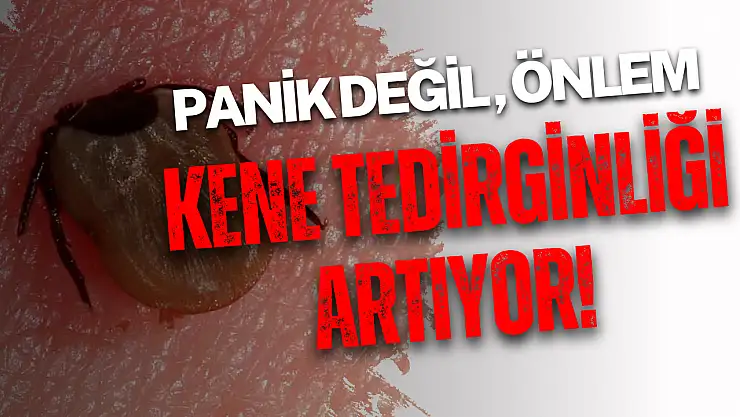 Türkiye'de kene alarmı: Kene vaka sayısı artıyor mu?
