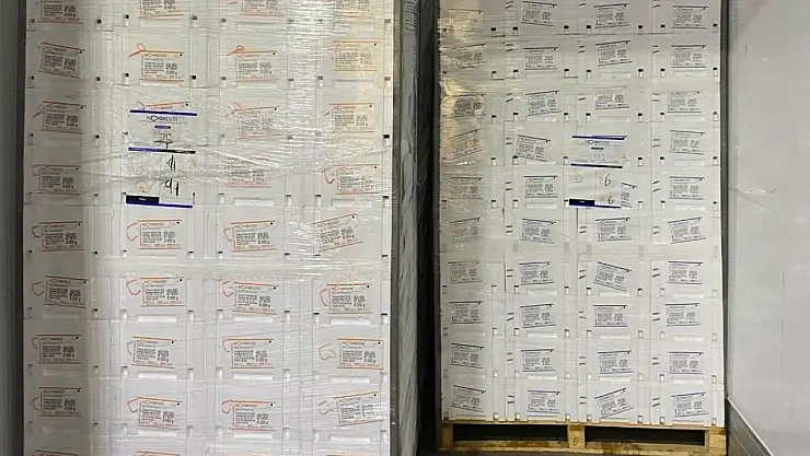 Türkiye'nin balıkları Hollanda'ya gidiyor