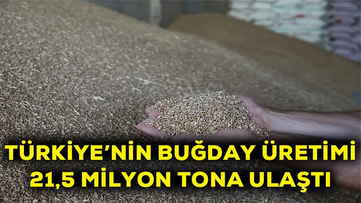 Türkiye'nin buğday üretimi 21,5 milyon tona ulaştı