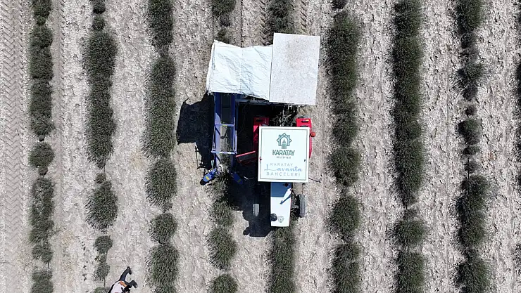 Türkiye'nin en büyük lavanta bahçesi'nde hasat zamanı