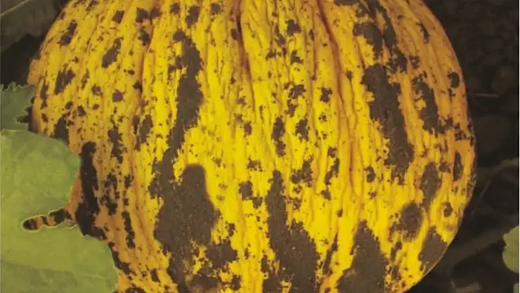 Türkiye'nin gururu: Ata Tohumuyla üretilen Kırkağaç Kavunu!