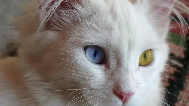 Türkiye'nin nadide mirası: Van Kedisi