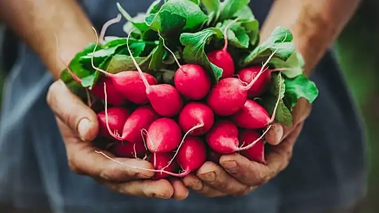 Turpun faydaları nelerdir? Düzenli turp tüketiminin sağlık üzerine etkileri nelerdir?