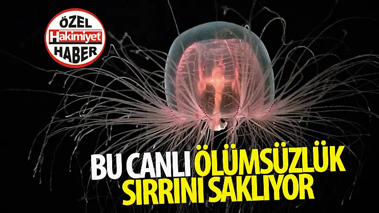 Turritopsis Dohrnii: 'Ölümsüzlük' sırrını saklayan deniz canlısı