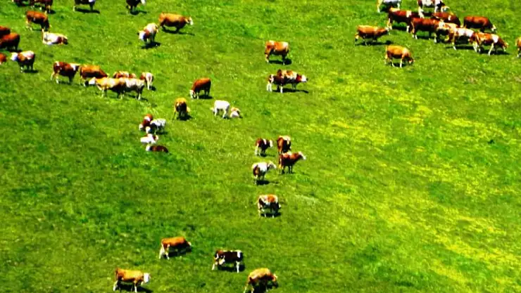 Urema Yaylası, hareketlendi!