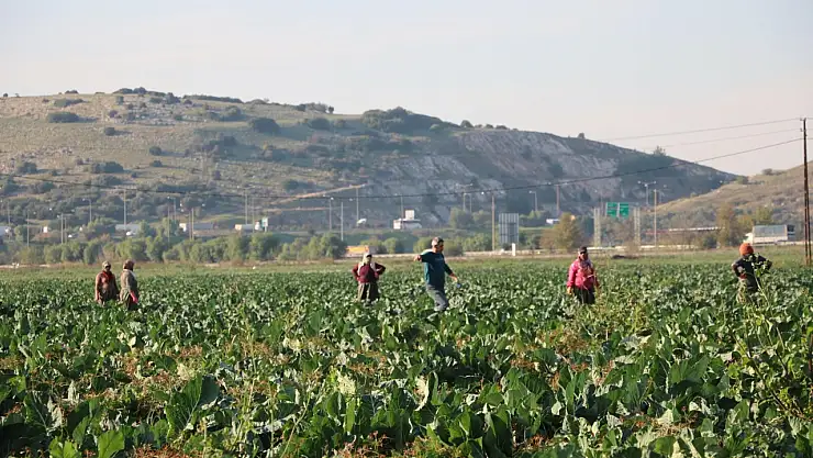 Üreticiyi 'bolluk' vurdu: Fiyatlar düştü, hasat takvimi şaştı