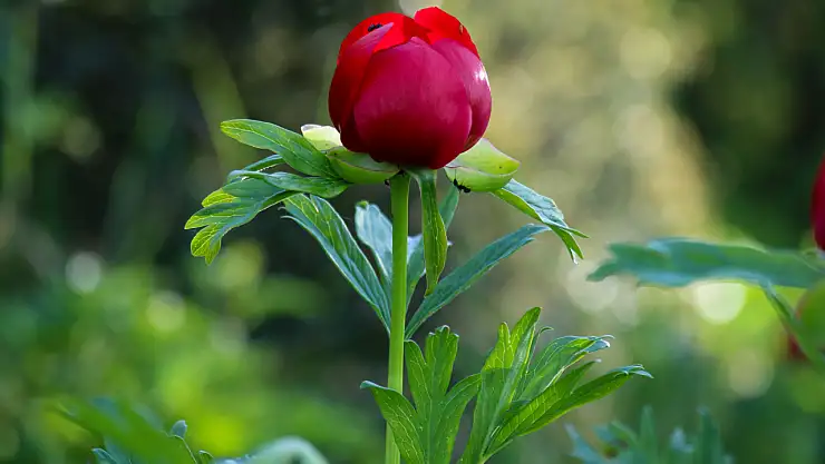 Uşak'ın görkemli hazinesi: İtecik Lalesi, koruma altında yayılıyor