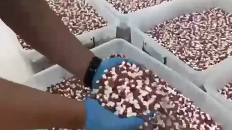 Uyuşturucu imalathanesine baskın: Rekor sayıda sentetik ecza hap ele geçirildi