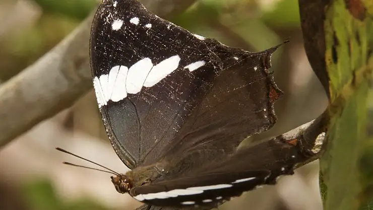 Uyuyan Güzellik Kelebeği: Tropik Ormanların Renkli Mucizesi