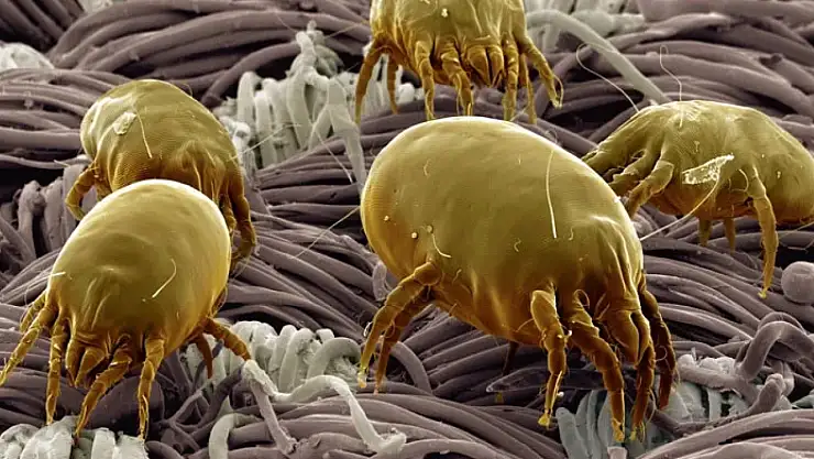 Uyuz hastalığı nedir? Tedavi yöntemi ve korunma yolları nelerdir? Uzmanı tek tek anlattı!