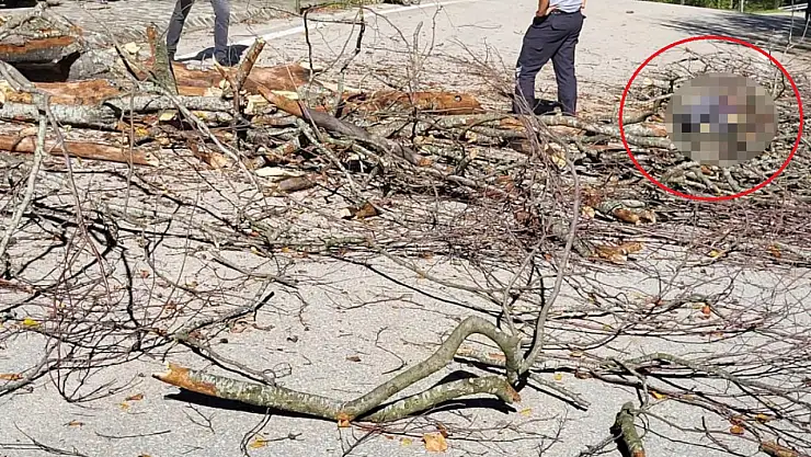 Üzerine düşen ağaç sonu oldu