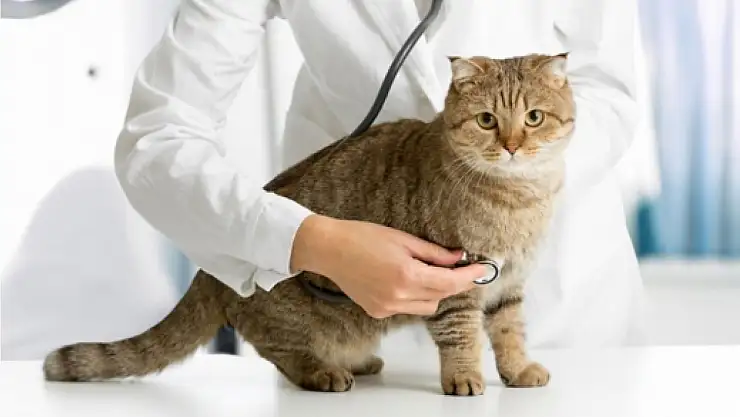 Uzmanlar uyardı: Yanlış kullanım evcil hayvanlar için hayati risk taşıyor