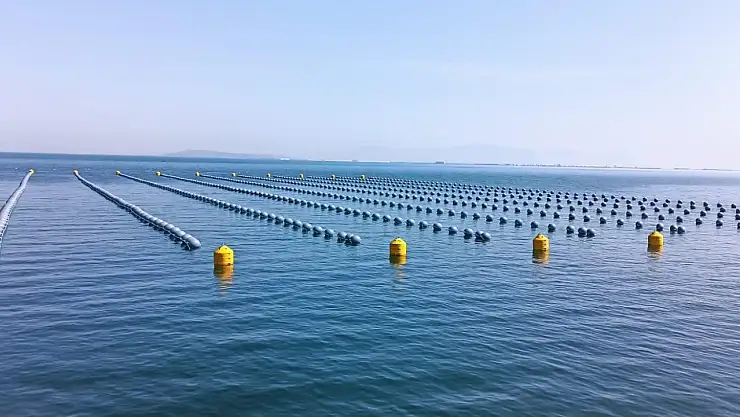 Uzmanlardan 'kaçak midye' uyarısı: Ağır metal ve toksin riski taşıyor