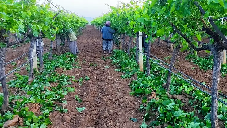 Üzüm bağlarında verimlilik için yoğun çalışma: Salkım altı kartlaşmayla mücadele